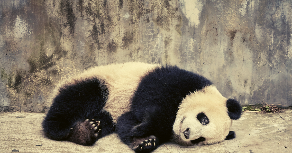 沒有人問過團團，動物園是他家嗎？