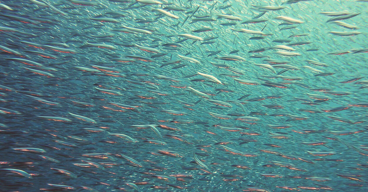 模擬考題:  一條淒慘的「魚」──和我們的處境